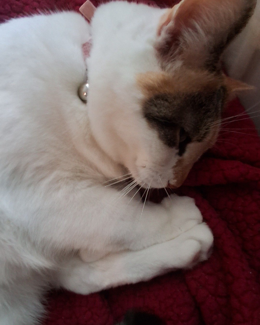 Callie the Calico maincoon. Cat, Person, Sleeping, Kitten, Accessories