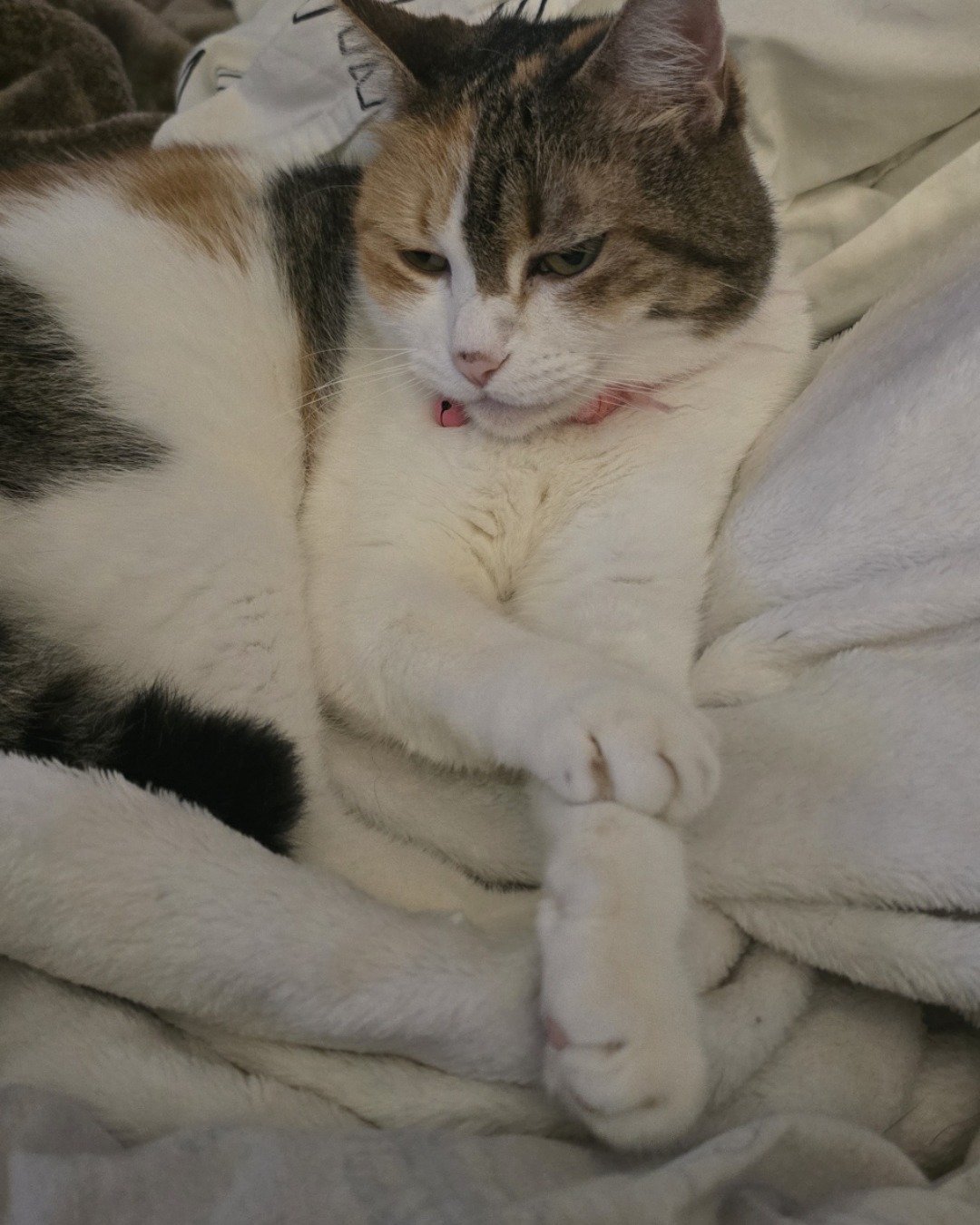 Zoey the callico. Person, Sleeping, Blanket, Cat, Kitten