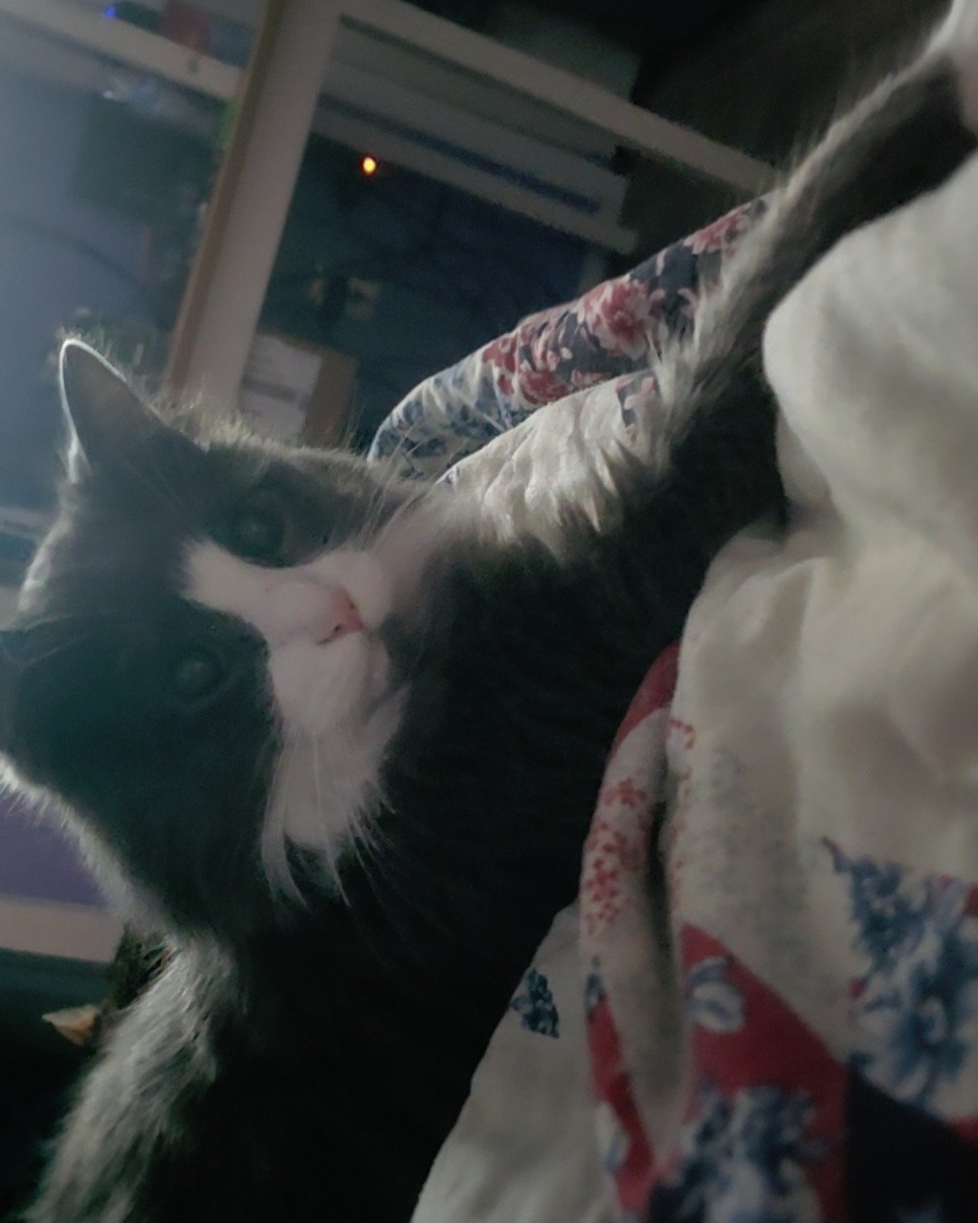 Gollum the Siamese mix. Cat, Kitten, Blanket