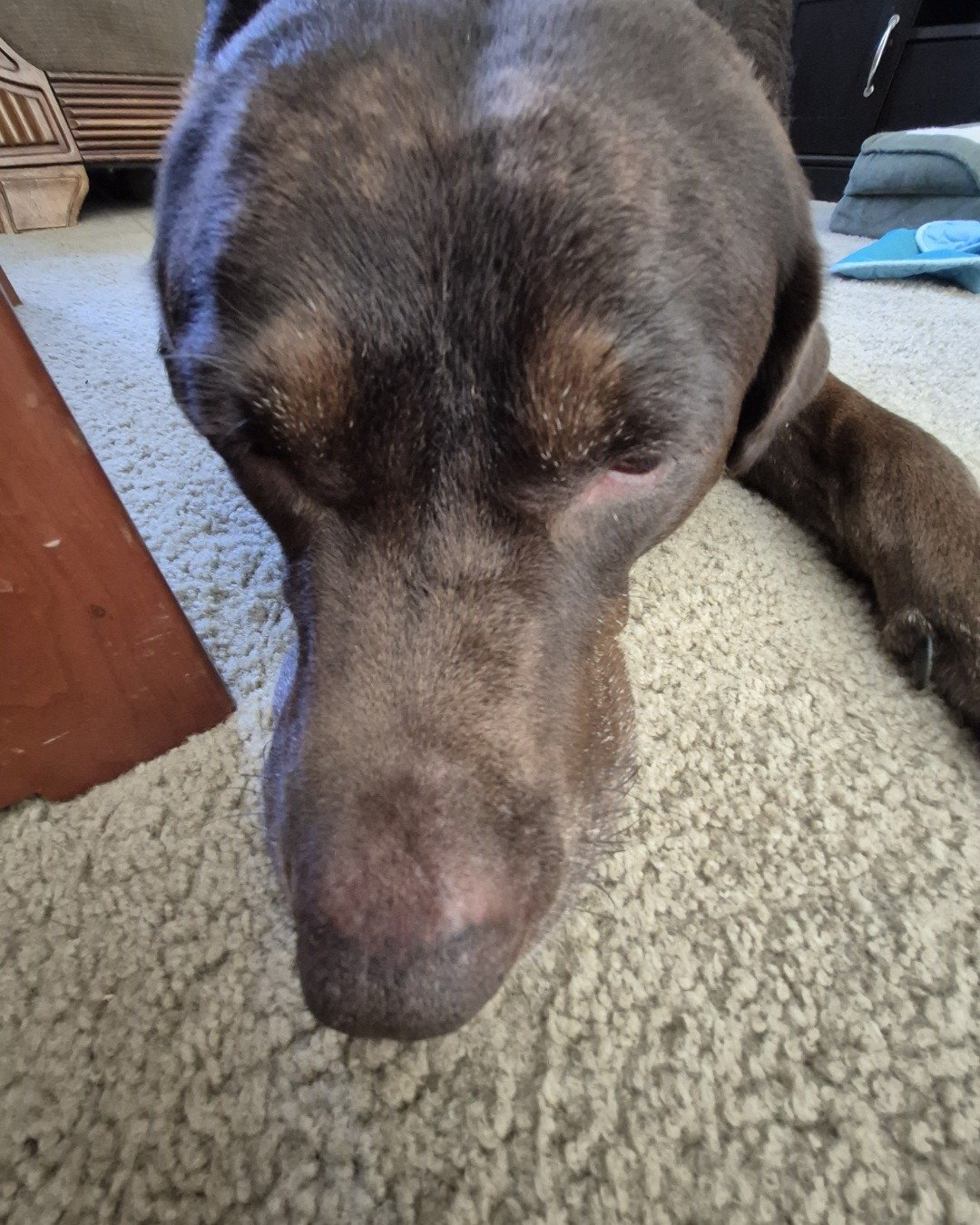 Roscoe the chocolate lab. Dog, Puppy, Hound, Labrador Retriever, Home Decor