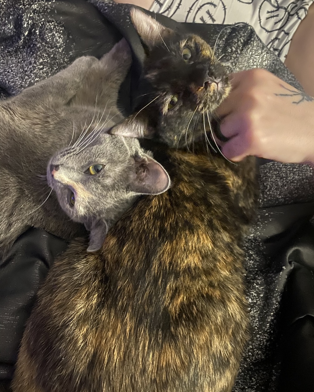 Shiro 🖤 the Diluted tortoise shell. Body Part, Finger, Hand, Person, Couch, Furniture