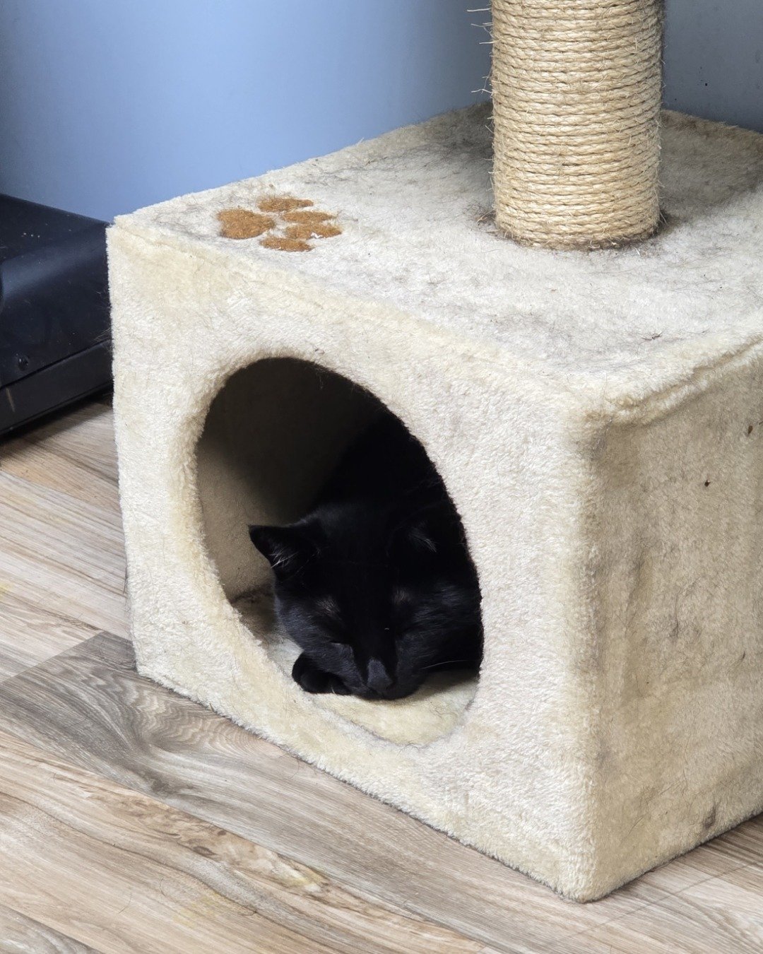 Balerion. Cat