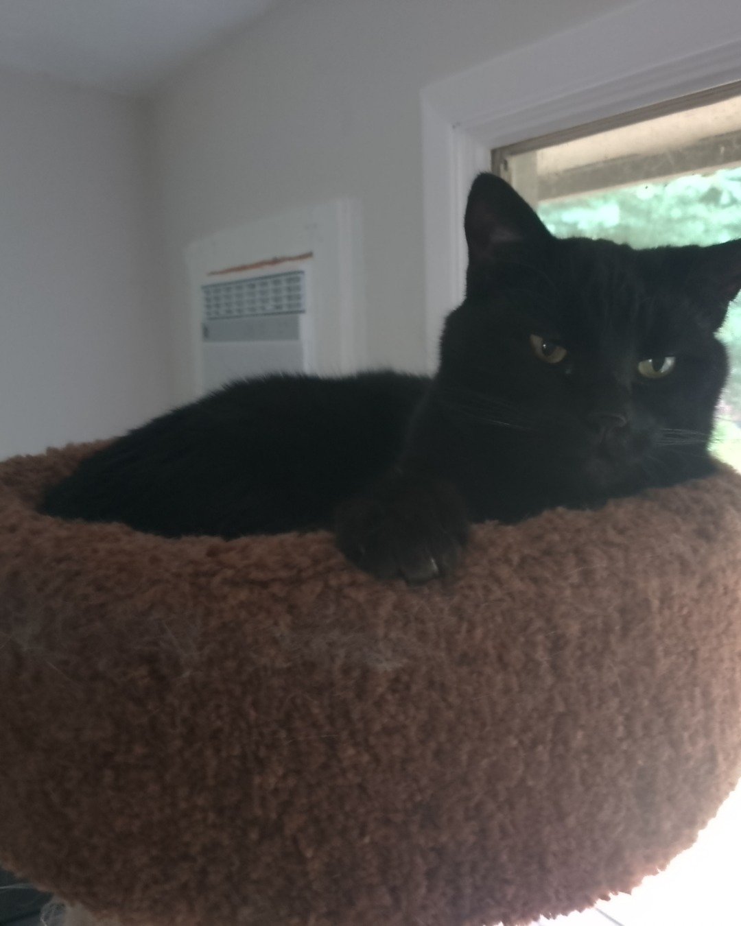 Dexter the We're not sure. Cat, Black Cat