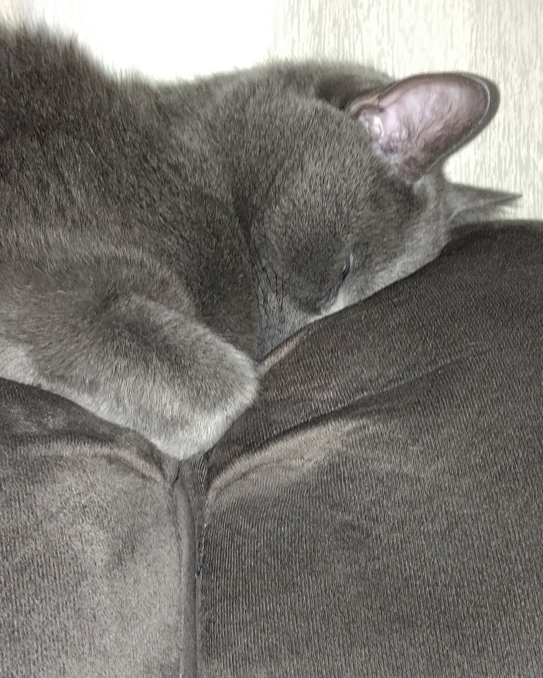 Marshall Geoffrey — Couch, Furniture, Person, Sleeping, Cat, Abyssinian