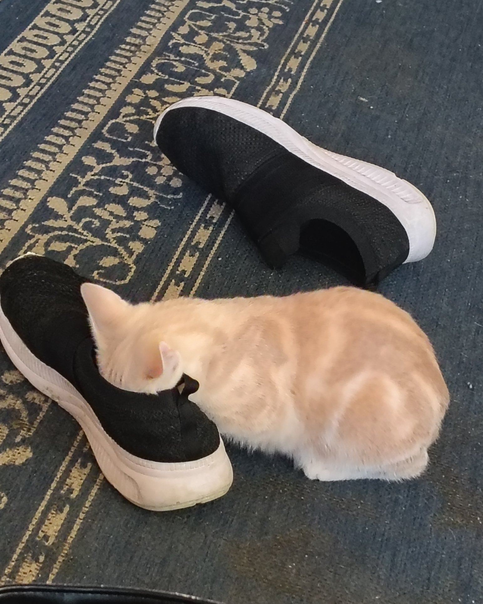 Aphrodite the orange kitty. Clothing, Footwear, Shoe, Sneaker, Cat, Floor