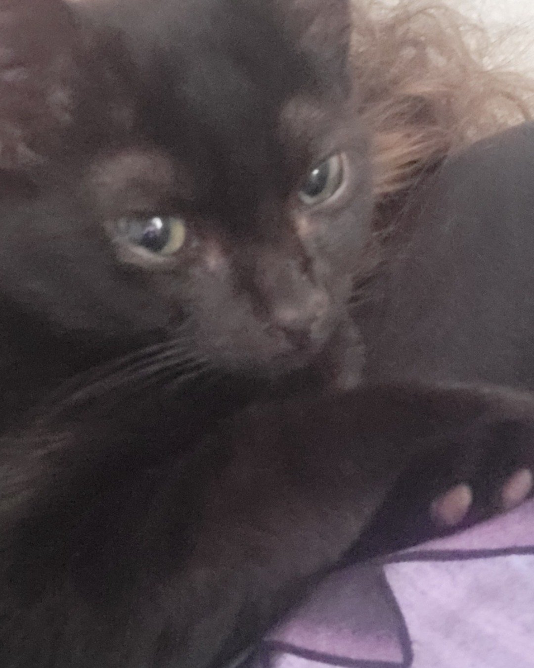 Toothless the black cat. Cat, Black Cat, Kitten