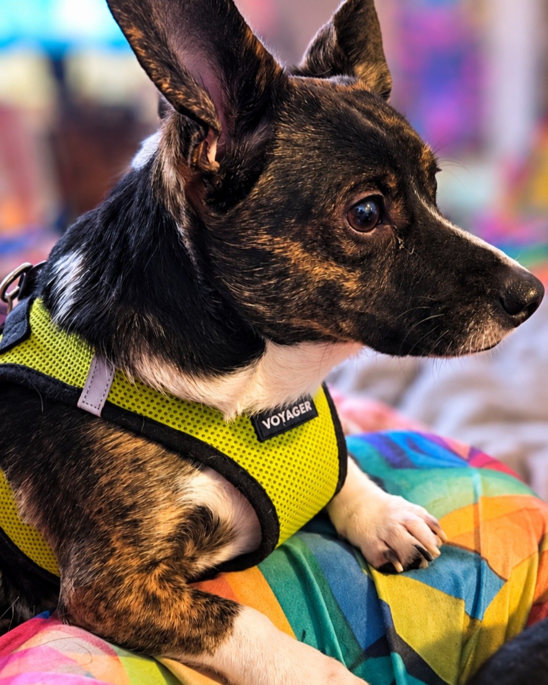 Zipper the chiweenie. Accessories, Strap, Dog, Puppy