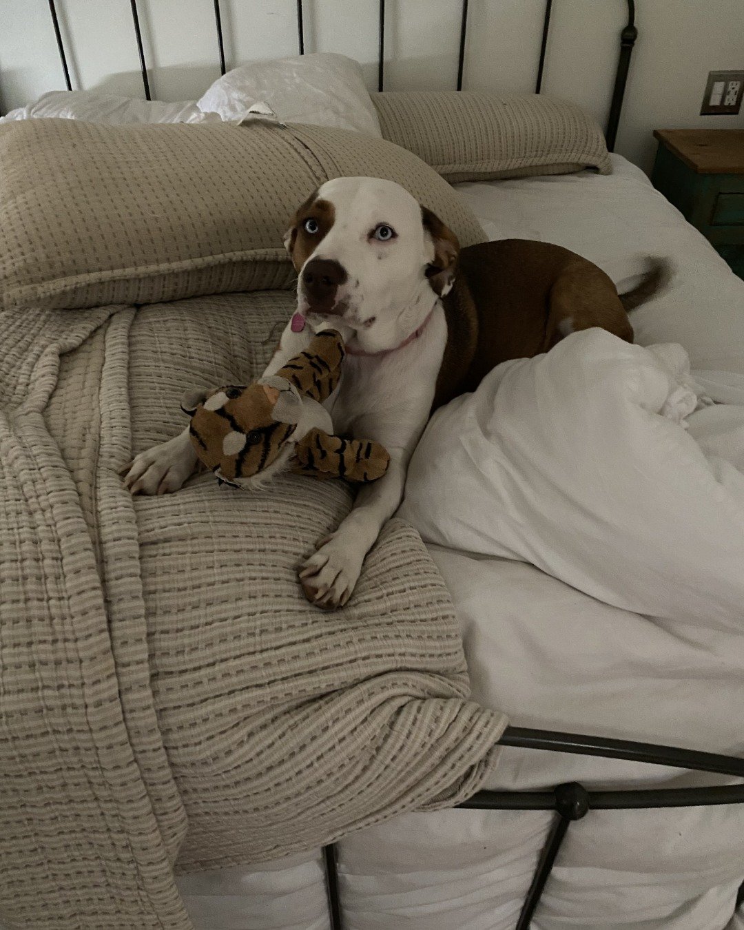 Daisy the Australian shepherd pit bull mix. Cushion, Home Decor, Dog, Puppy, Couch, Furniture