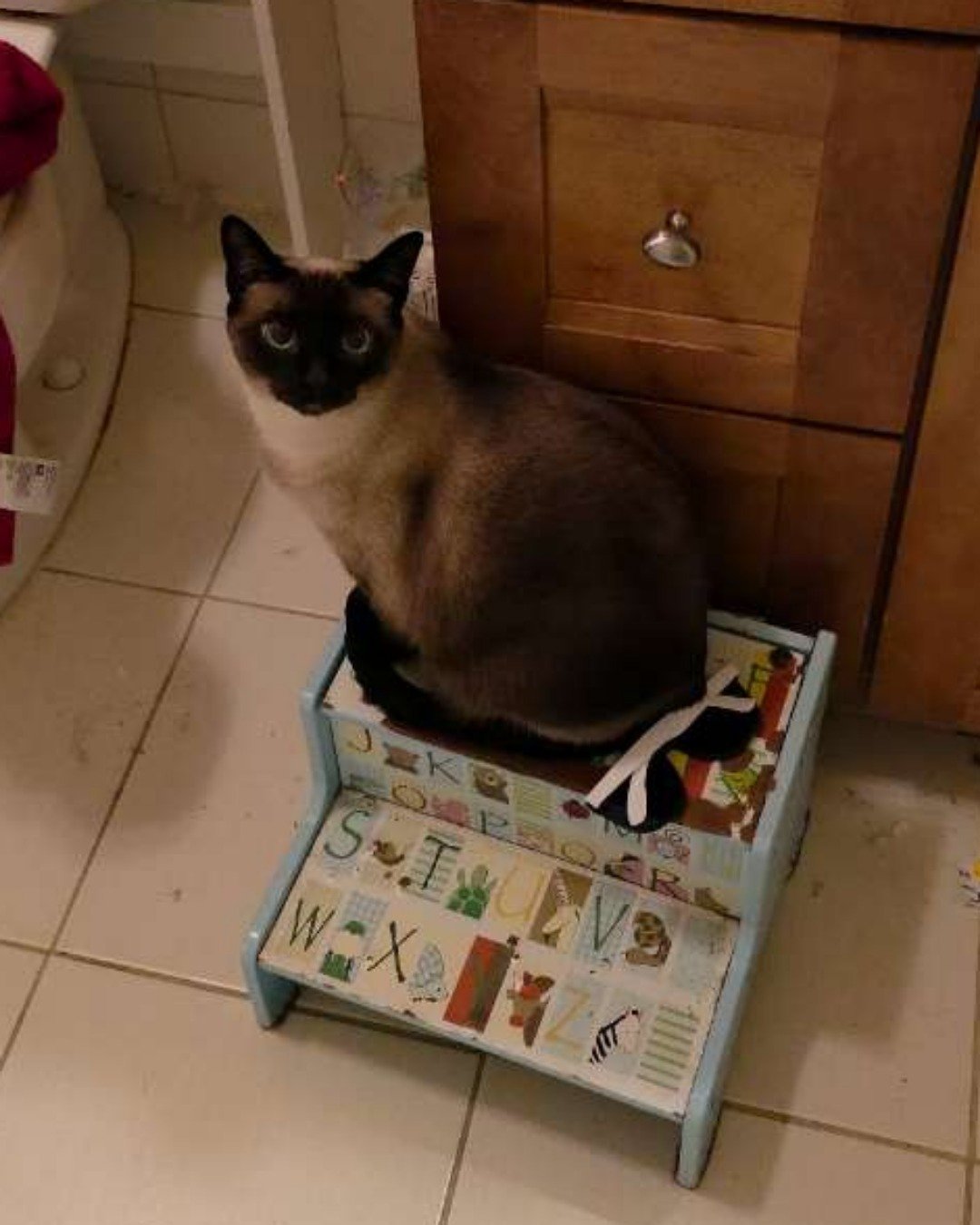 Luna🌙💫 (twin of Stella) the Siamese. Drawer, Furniture, Cat