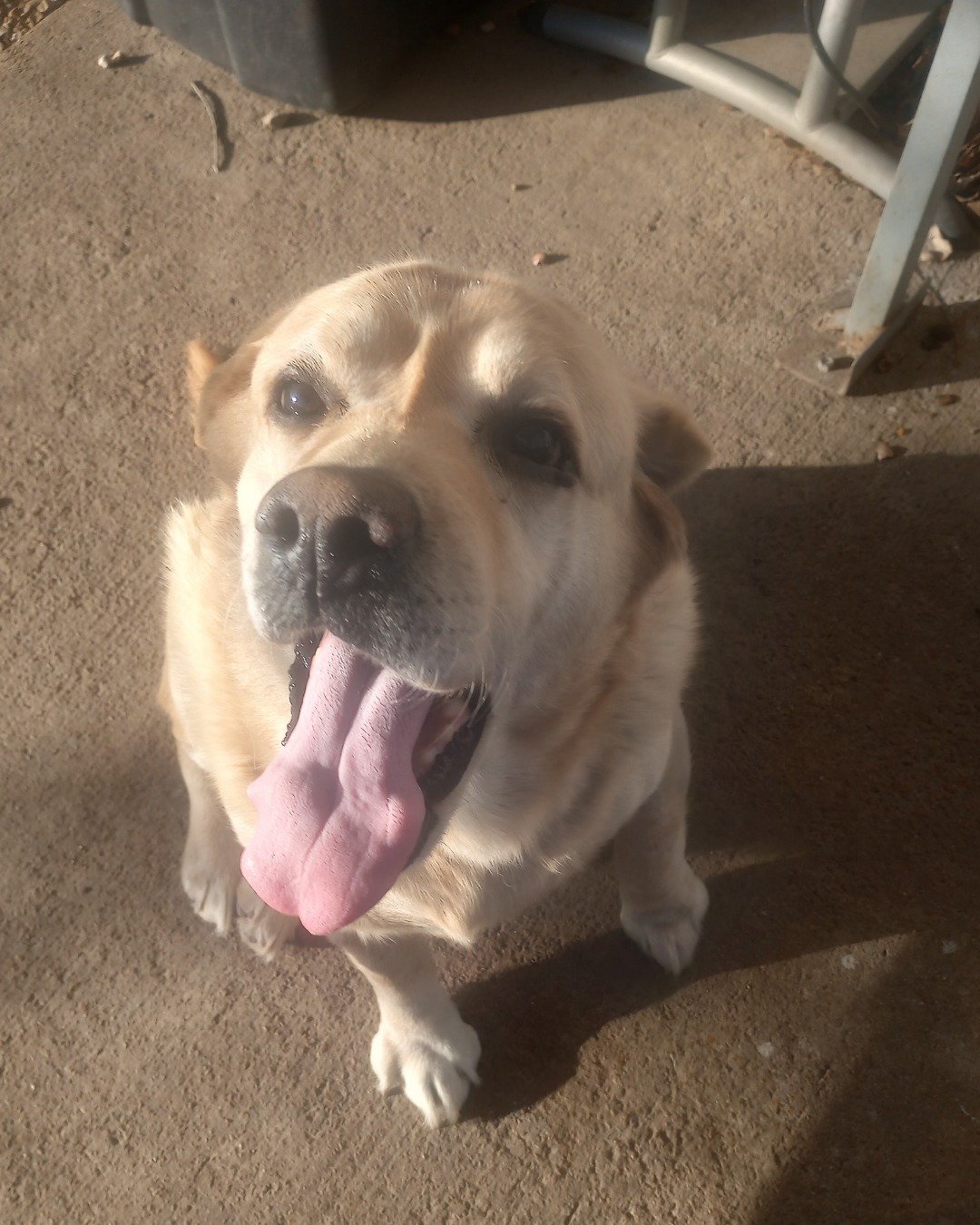 buddy. Dog, Labrador Retriever, Puppy
