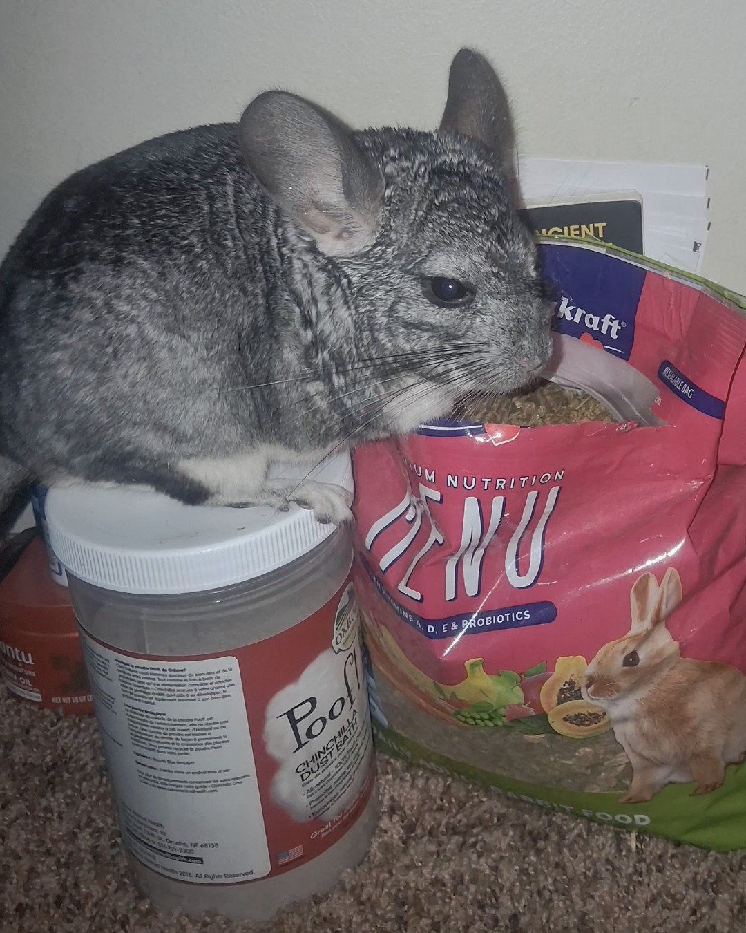 Chimmichanga the Chinchilla. Rodent, Rat, Chinchilla