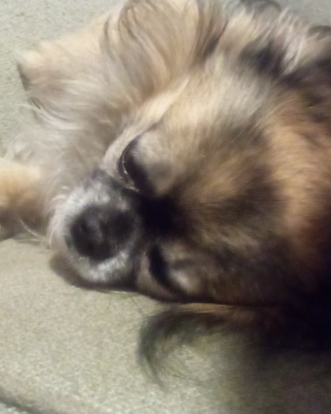 Rocko the Long Haired Chihuahua. Dog, Puppy, Person, Sleeping