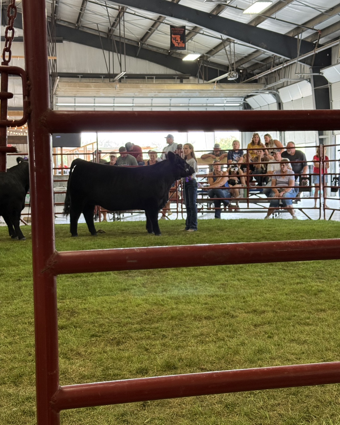 Blueberry. Bull, Grass, Plant, Angus, Cattle, Livestock