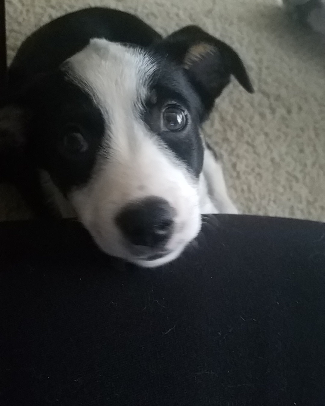 Midi the Aussie/ Blue Heeler