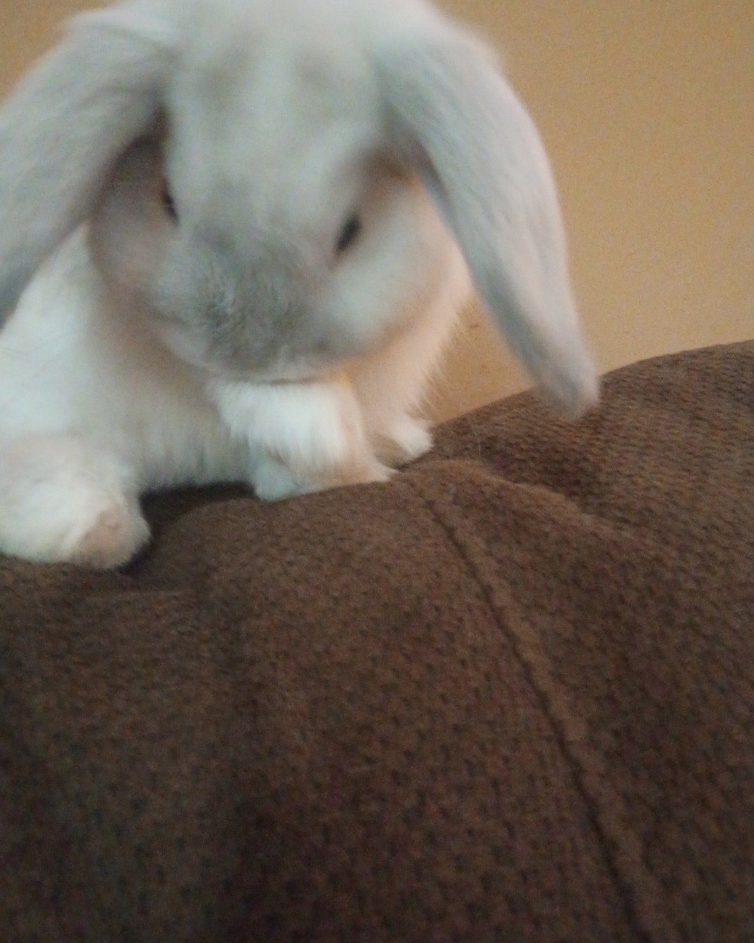 Snowball the Bunny. Rabbit, Dog, Hare, Rodent