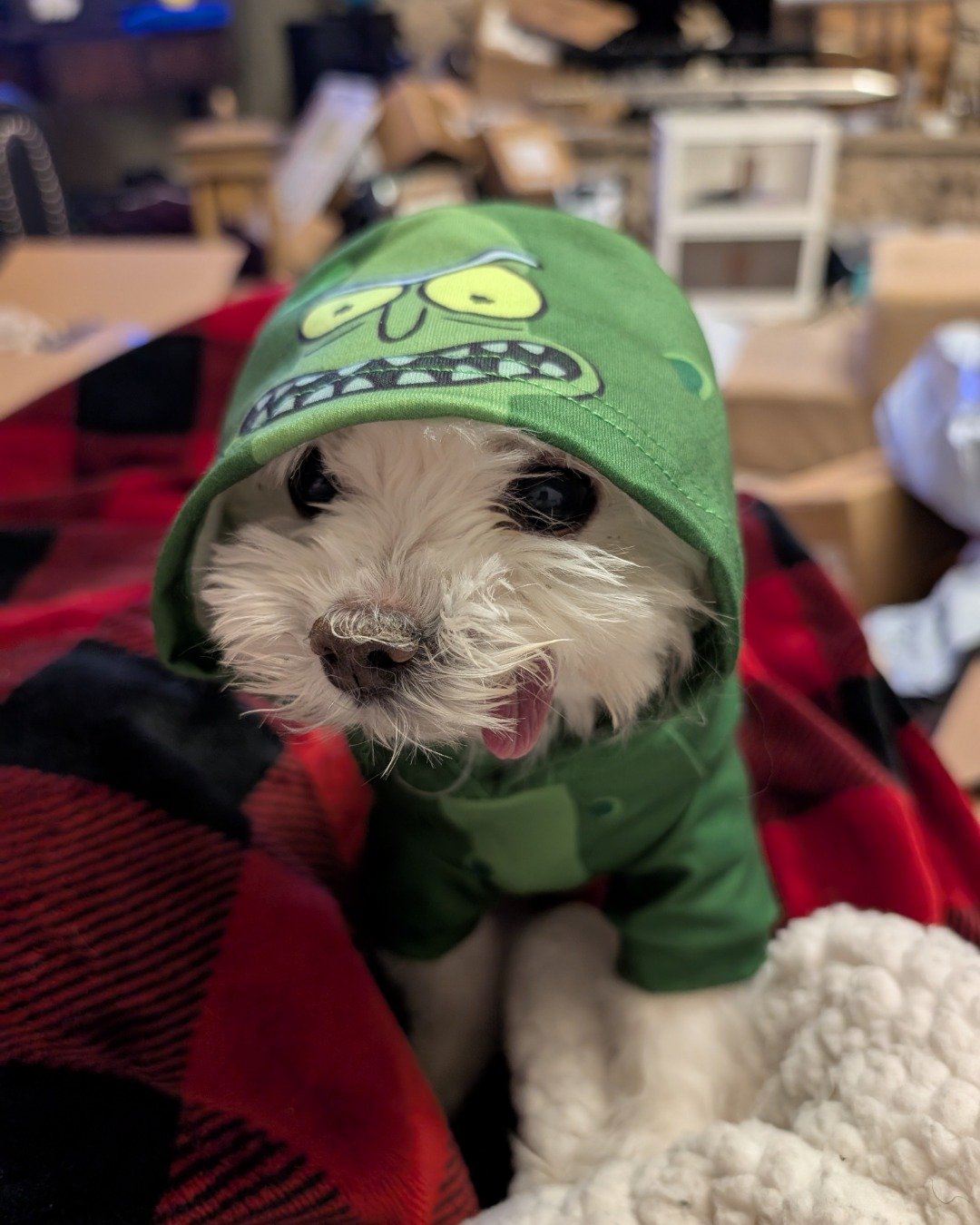 Liberty the Maltese Yorkie mix. Dog, Puppy, Cap, Clothing, Hat, Hood