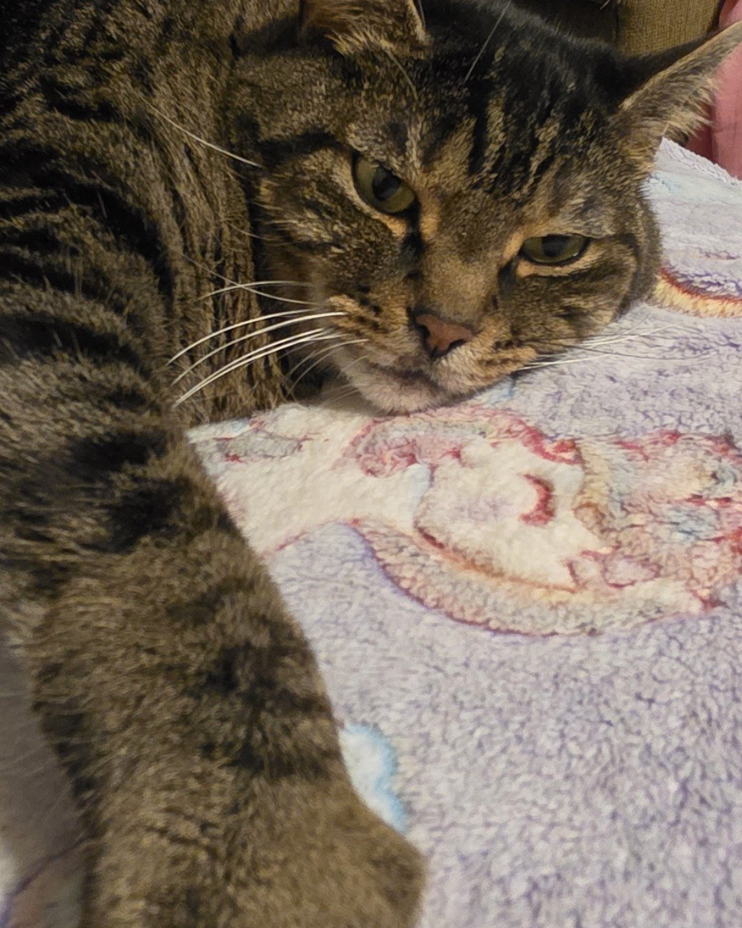 Rick. Abyssinian, Cat