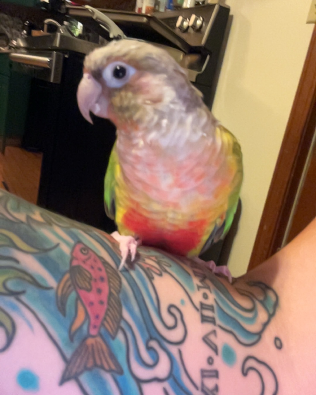 Pineapple the Green Cheek Conure. Person, Skin, Tattoo, Bird, Parrot, Parakeet