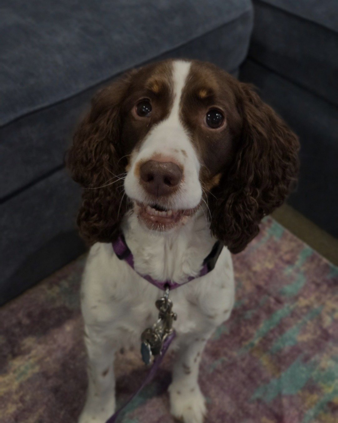 Sparky the English Springer Spaniel. Dog, Puppy, Cocker Spaniel