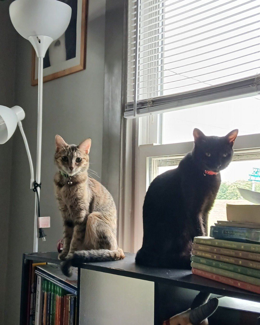 Spookly / Vanilla Bean. Lamp, Cat, Furniture, Plant, Potted Plant