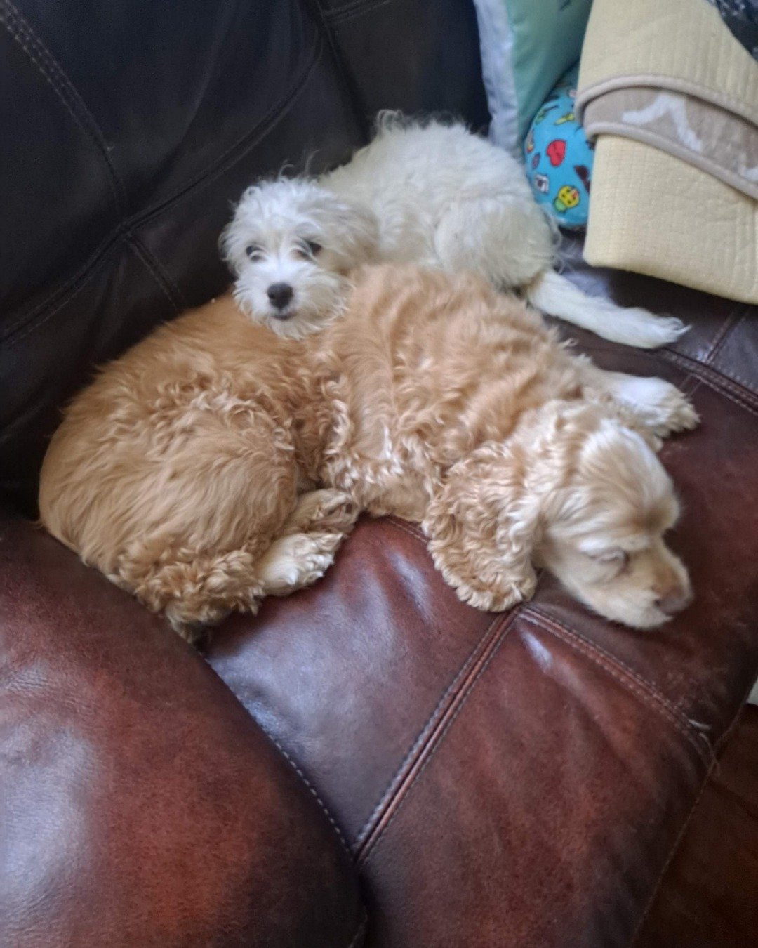 candy!🍭🍬. Dog, Puppy, Couch, Furniture, Cushion, Home Decor