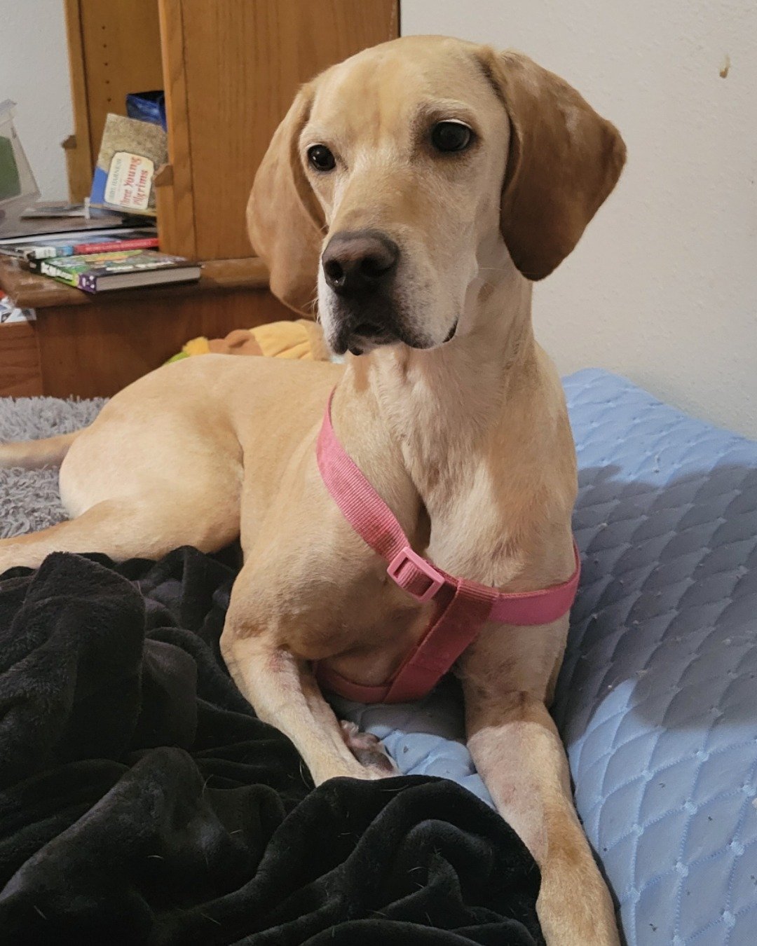Sadie the mix. Dog
