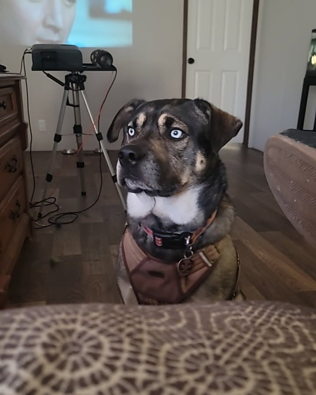 Franklin the Pitsky. Indoors, Interior Design, Dog, Person
