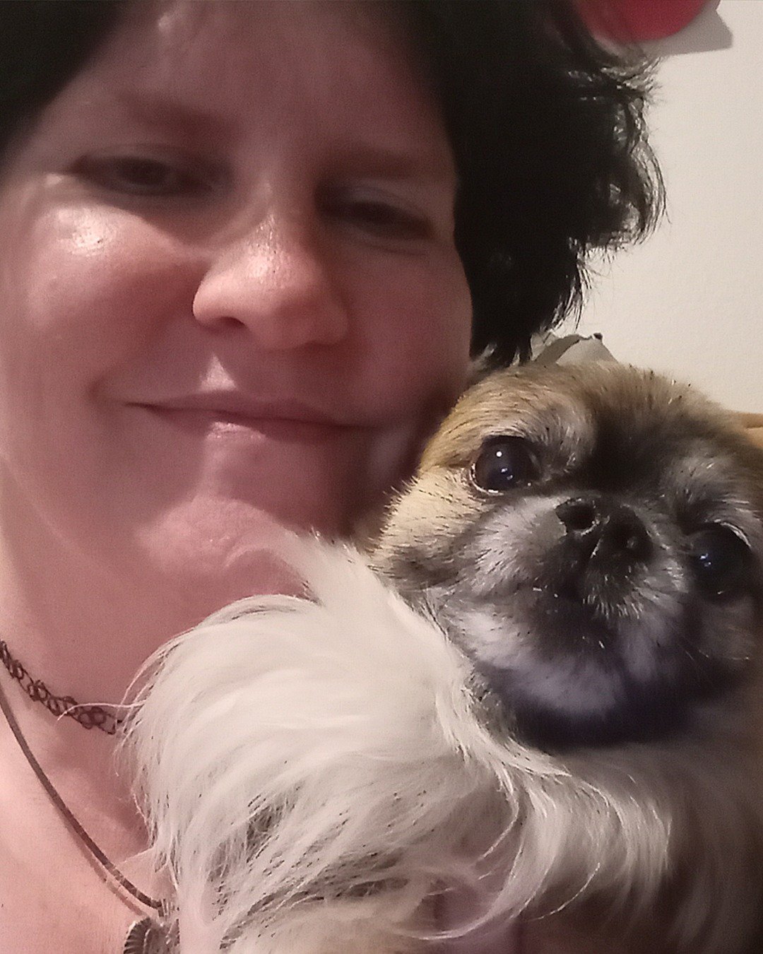 Rocko the Long Haired Chihuahua. Accessories, Jewelry, Necklace, Person, Dog, Puppy