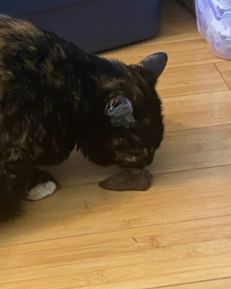Candy (a.k.a. Angie) the American Shorthair. Wood, Hardwood, Floor, Flooring, Indoors, Interior Design