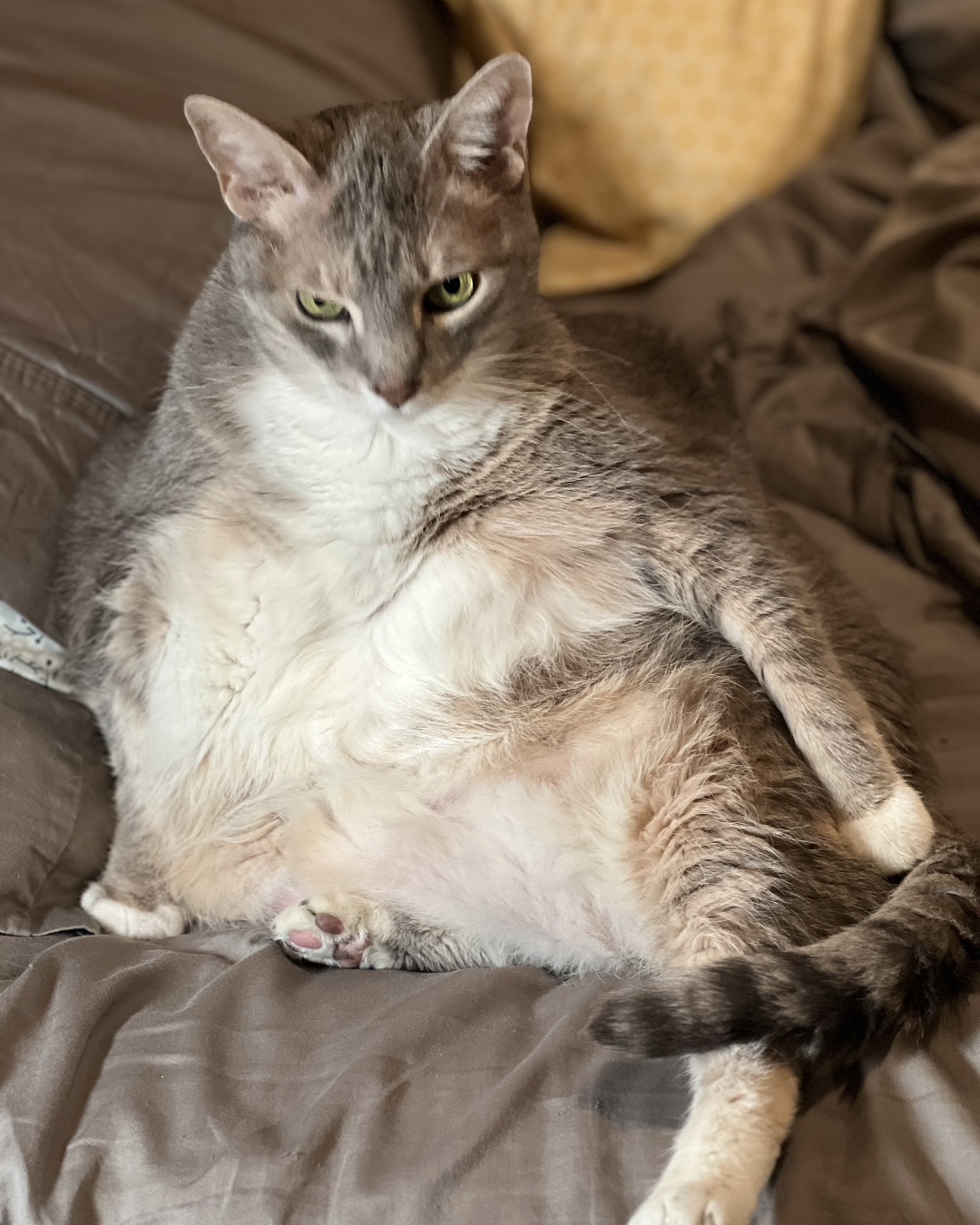 Big Tuna the Fatty. Abyssinian, Cat