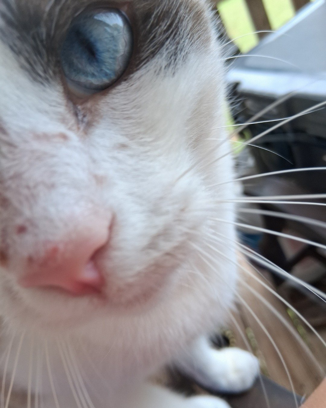 dewey the snowshoe. Cat, Kitten