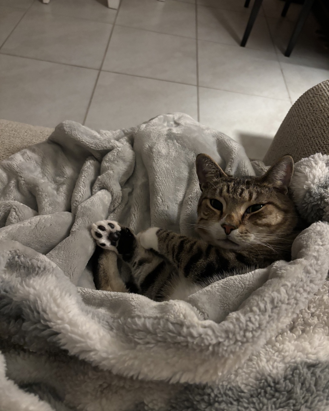 Jasper. Blanket, Cat, Kitten, Bear
