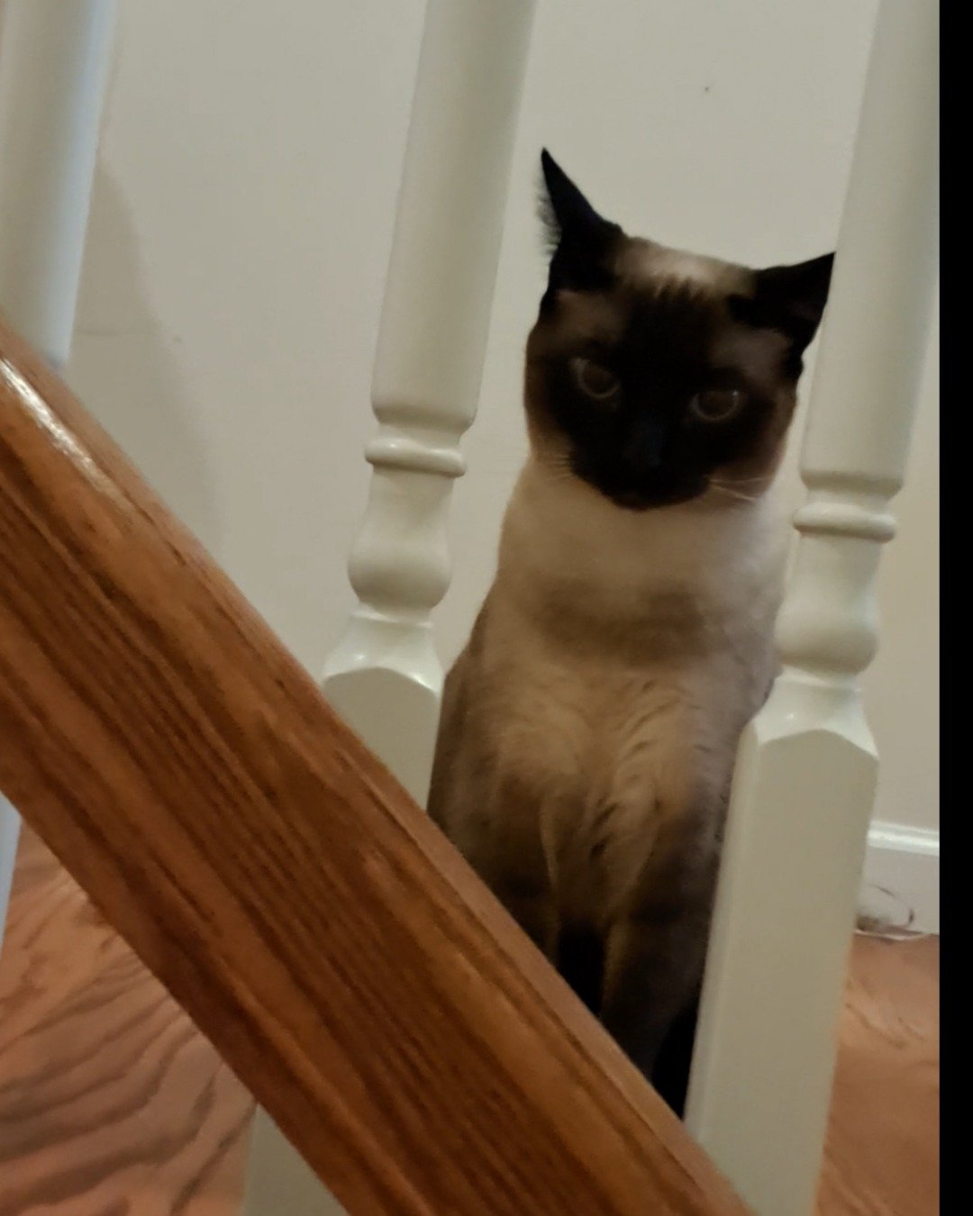 Luna🌙💫 (twin of Stella) the Siamese. Wood, Cat, Hardwood, Architecture, Building, House
