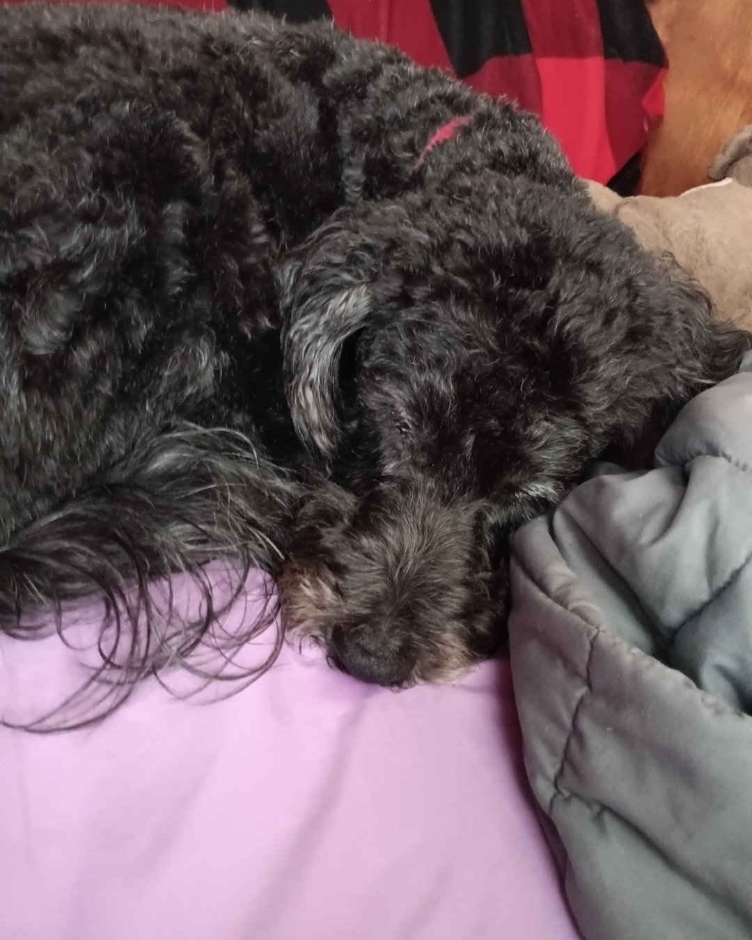 oreo the woodle. Dog, Puppy, Couch, Furniture, Poodle
