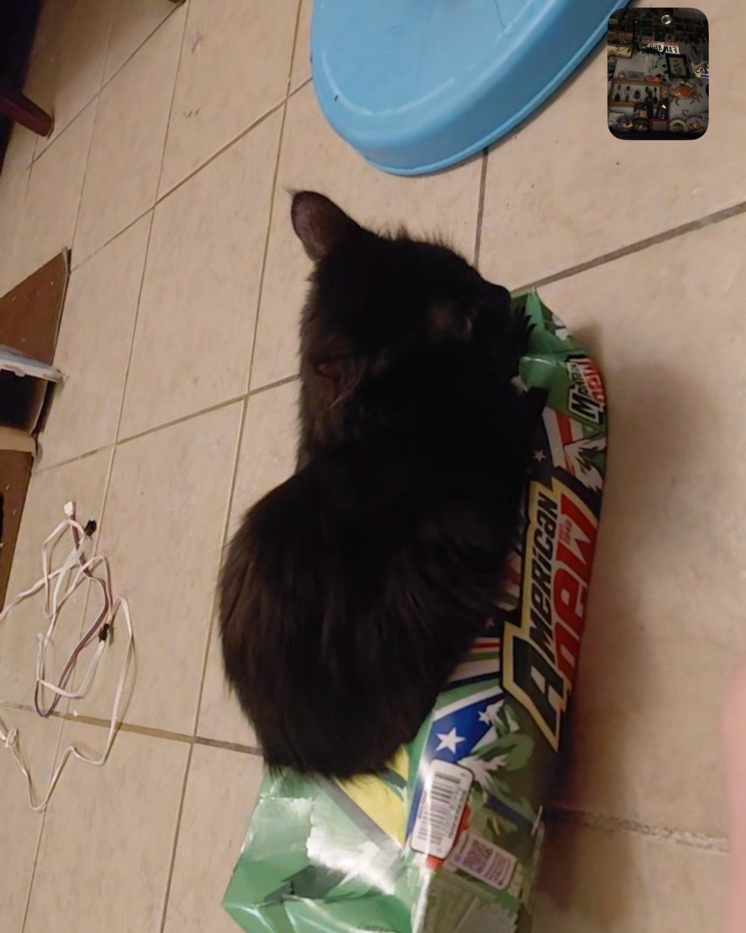 Kitty. Cat