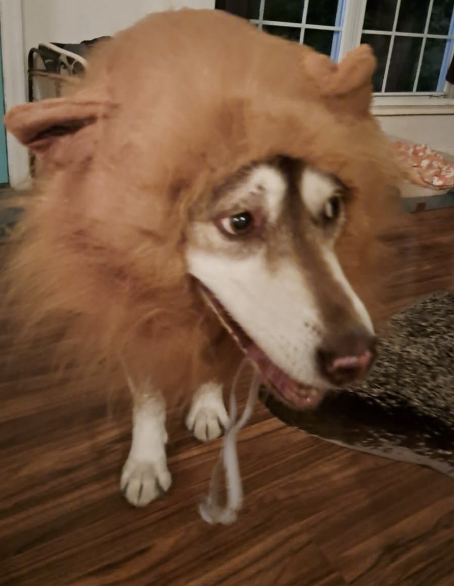 Nala the Siberian Husky