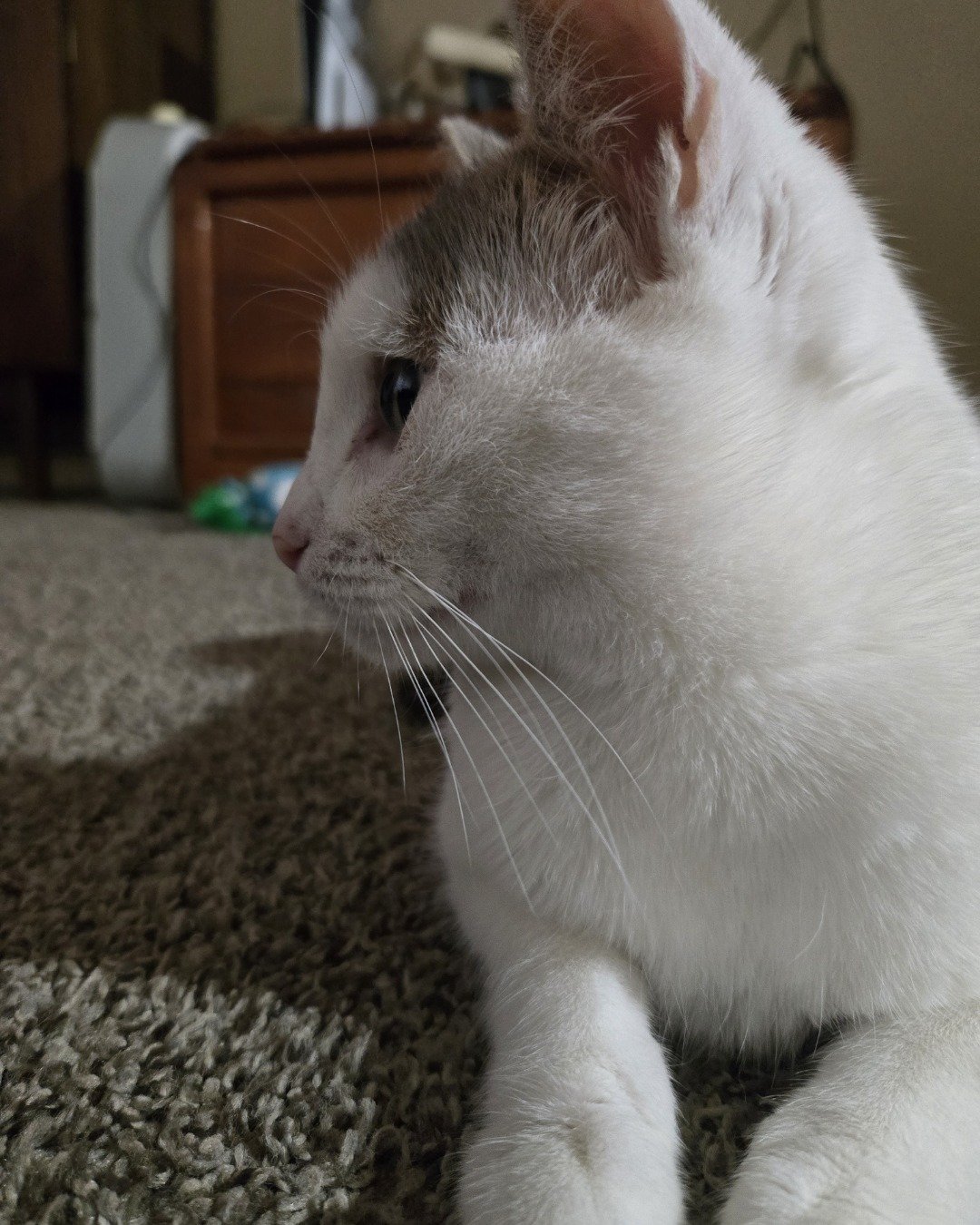 Mama's. Cat, Kitten