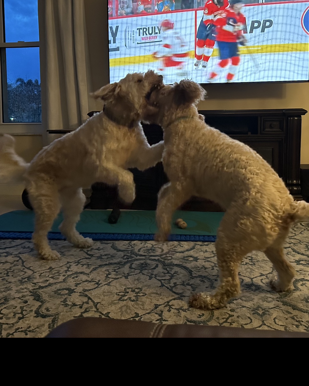Bria the Goldendoodle — Indoors, Interior Design, Helmet, Dog, Person, Boy