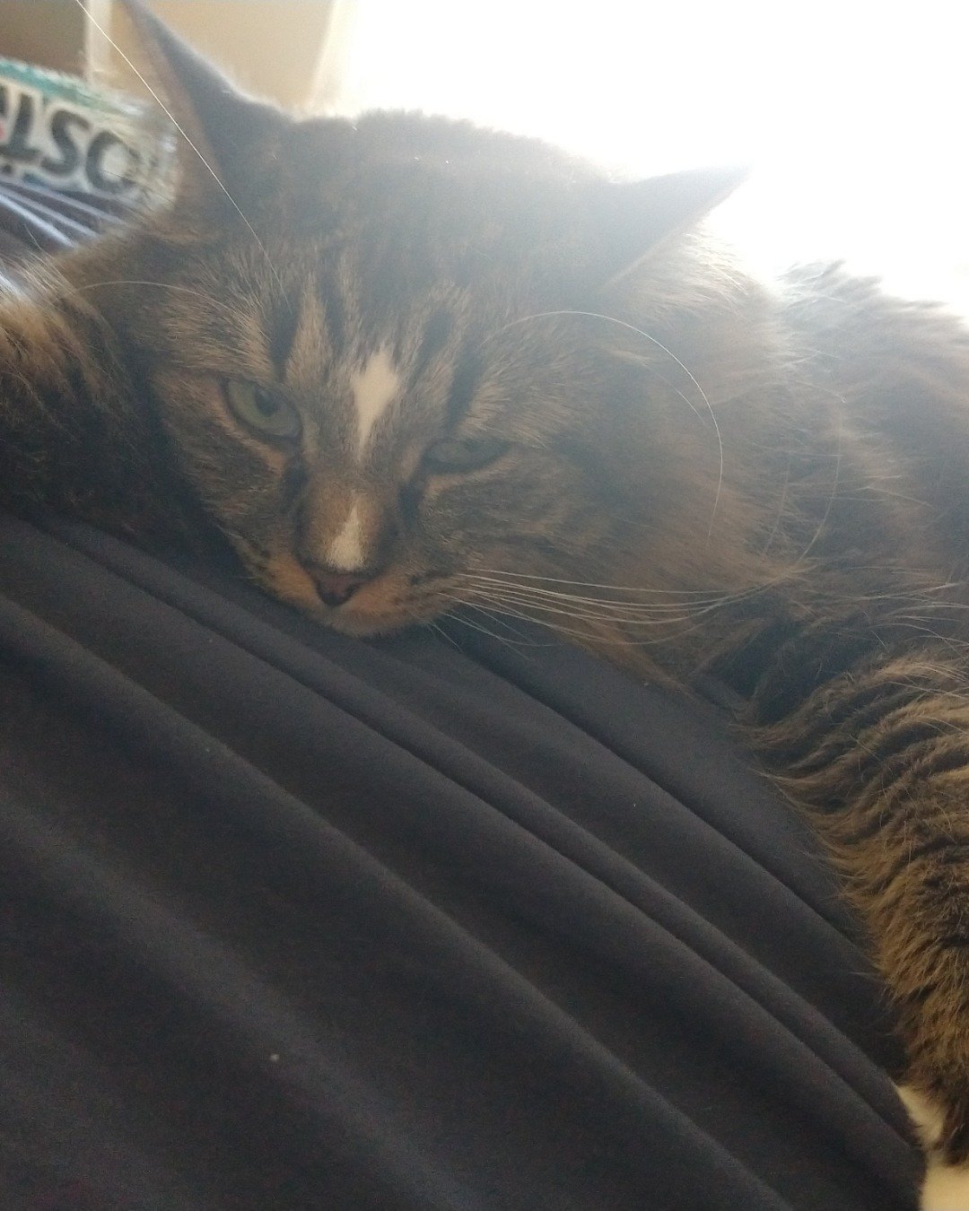 Jordan. Cat, Manx