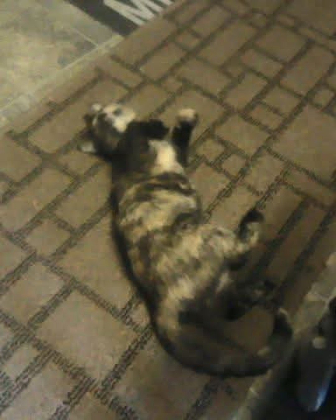 Gizmo. Cat