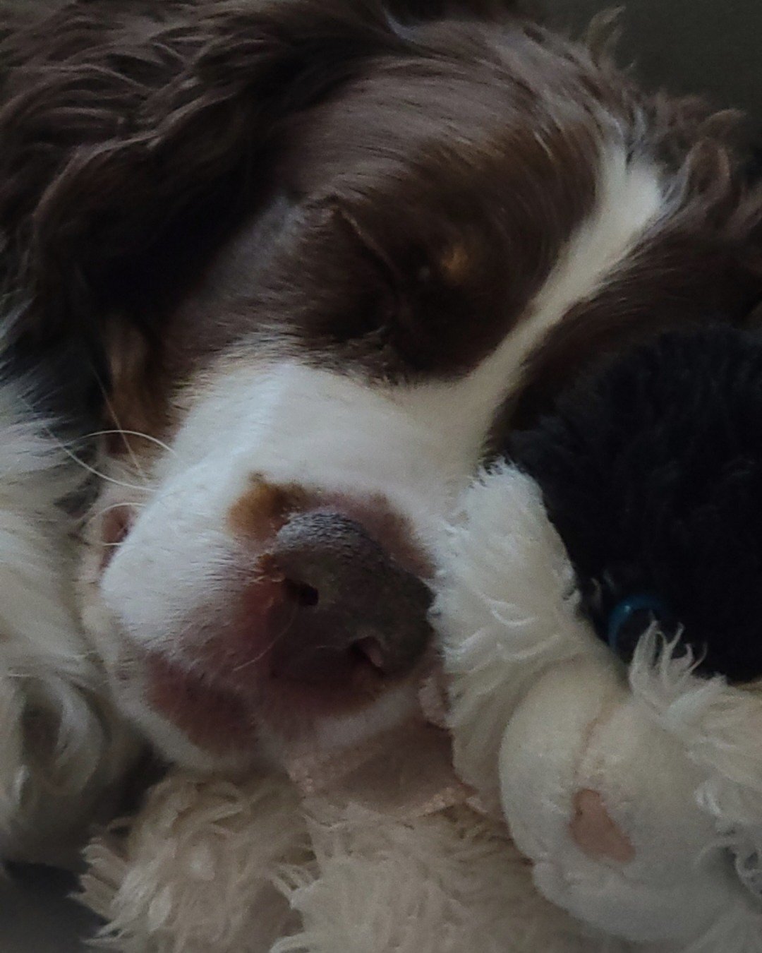 Sparky the English Springer Spaniel. Dog, Puppy, Person, Sleeping, Cocker Spaniel