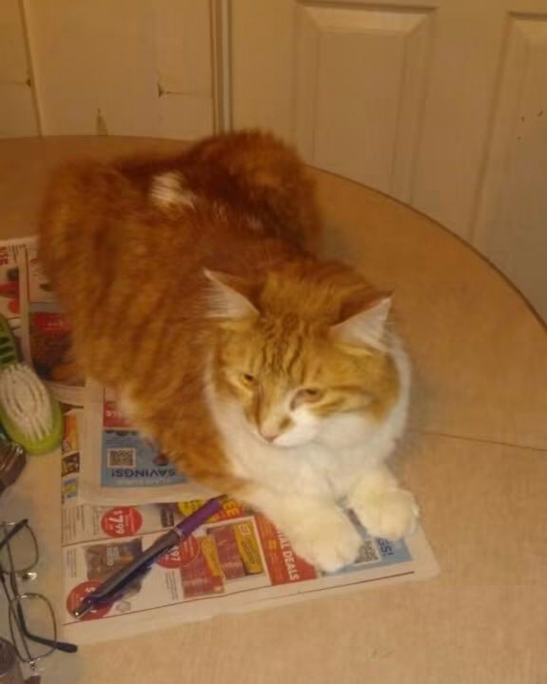 Lucky. Cat, Wood, Hardwood