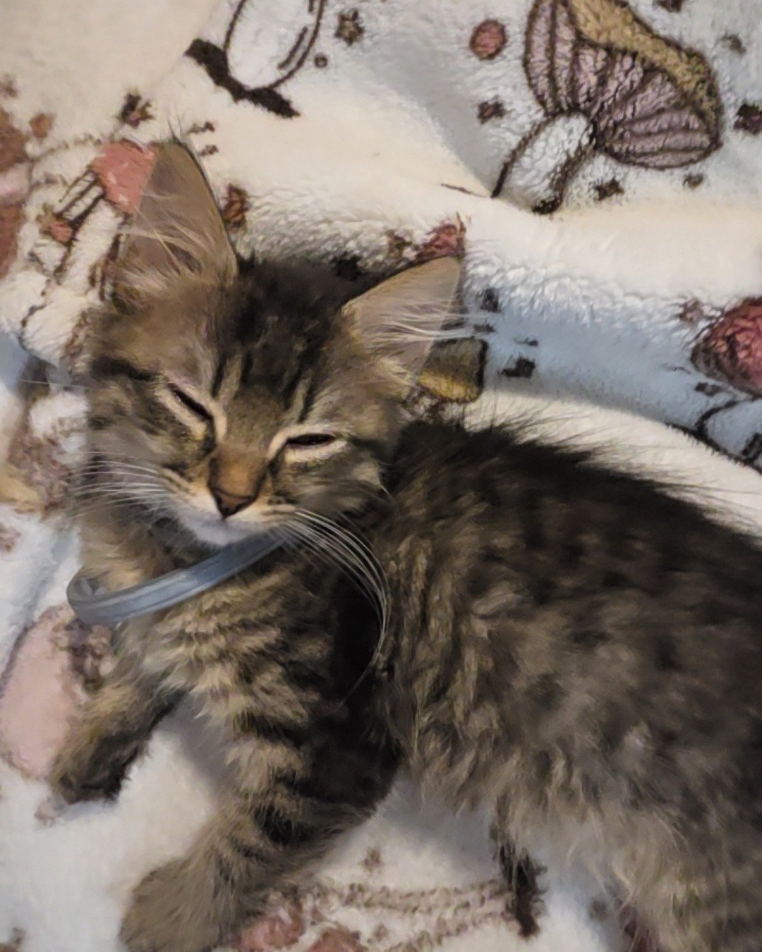Strudel the long hair. Cat, Kitten, Blanket