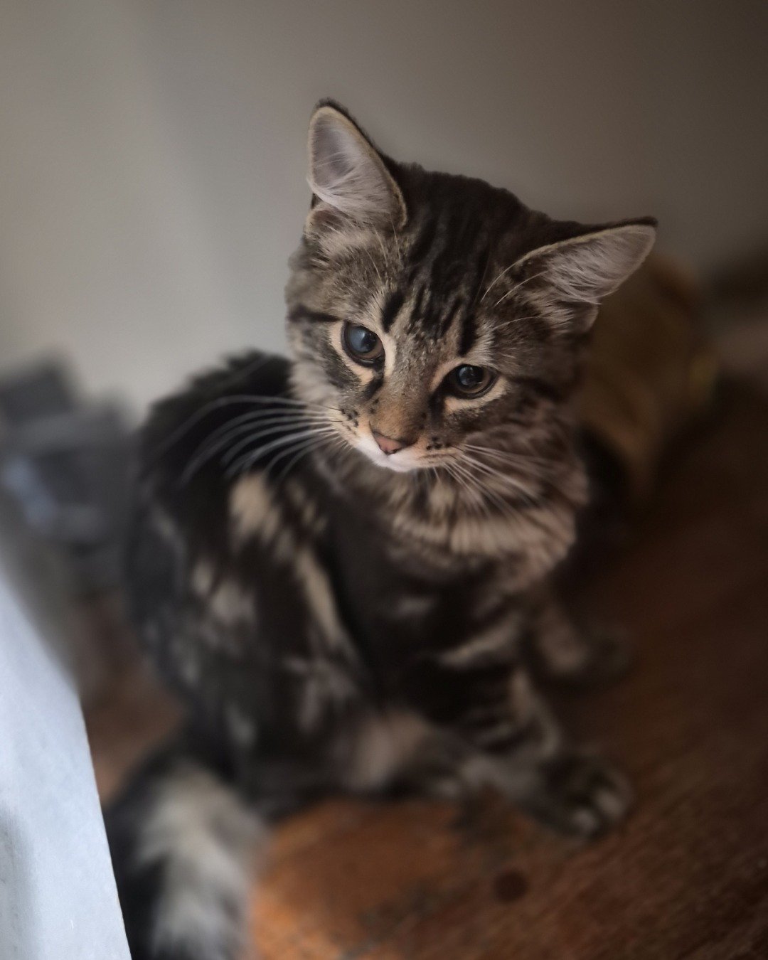Noodle the Domestic longhair. Cat, Kitten