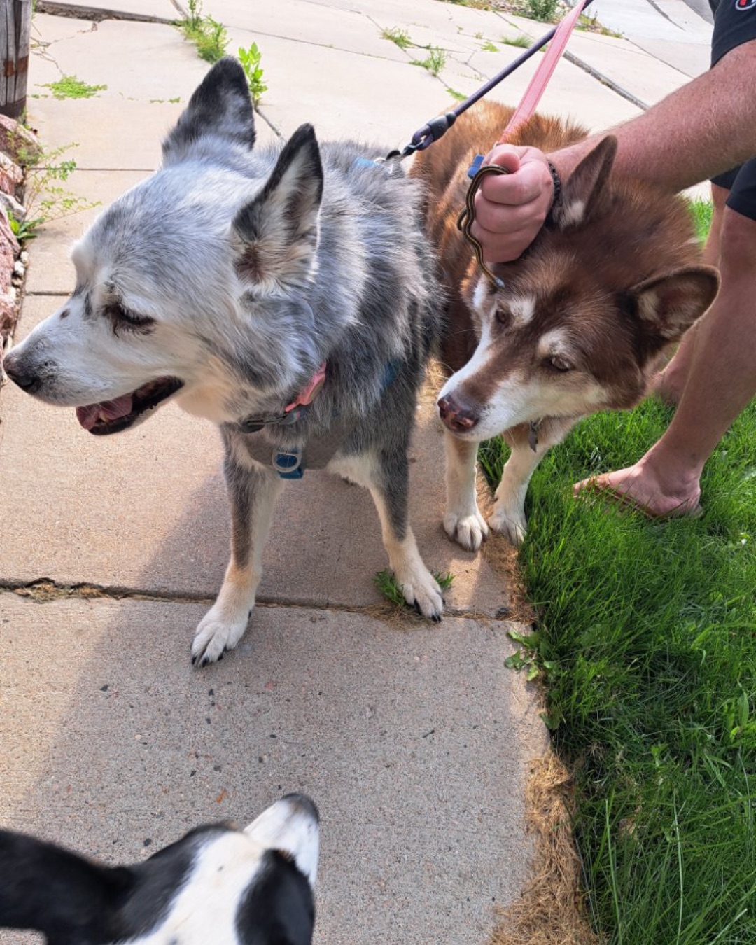 Loki the Husky Mix