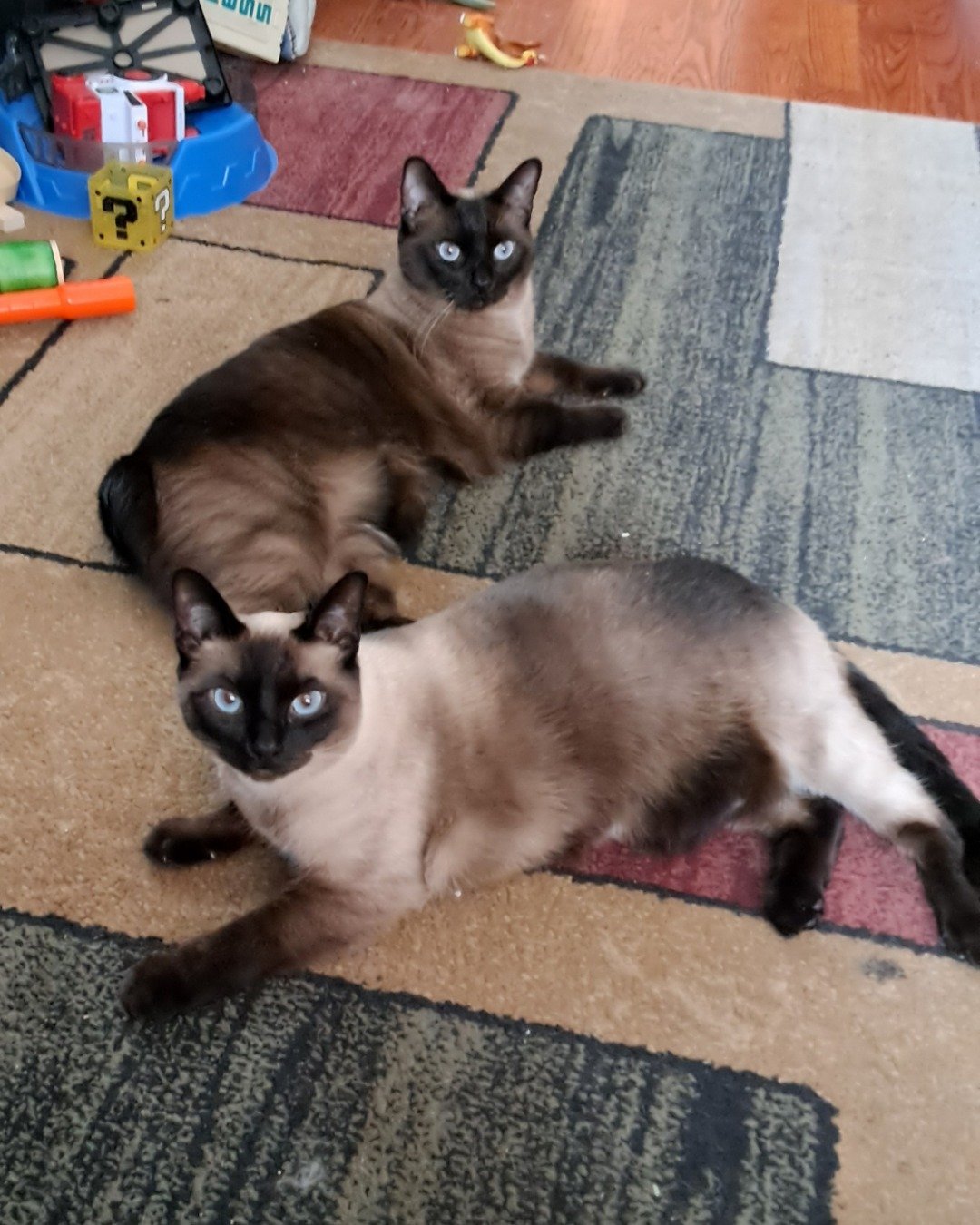 Twin love ❤ (Stella and Luna) the Siamese. Cat, Siamese, Floor