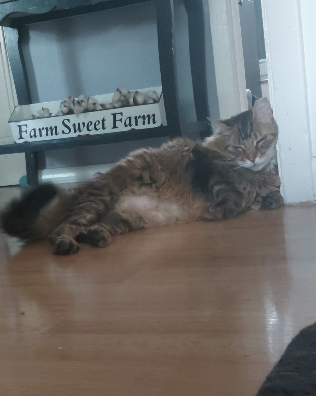 Hot Tamale/Mollie the Norwegian Forest Cat. Wood, Floor, Flooring, Hardwood, Cat, Kitten