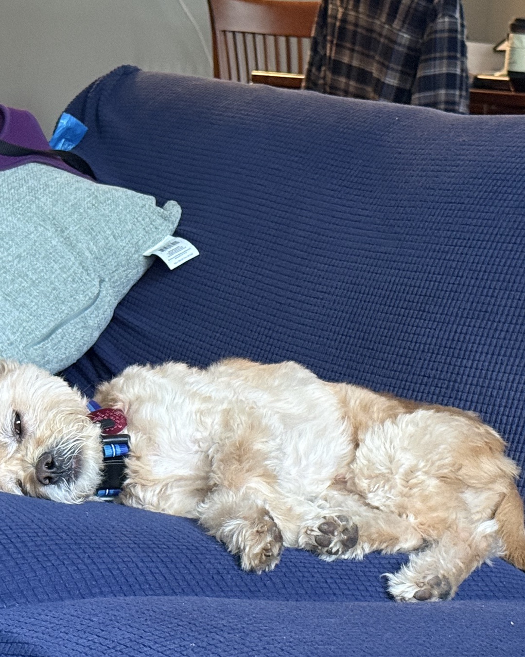 Chewie the Peekapoo. Couch, Furniture, Cushion, Home Decor, Dog, Puppy