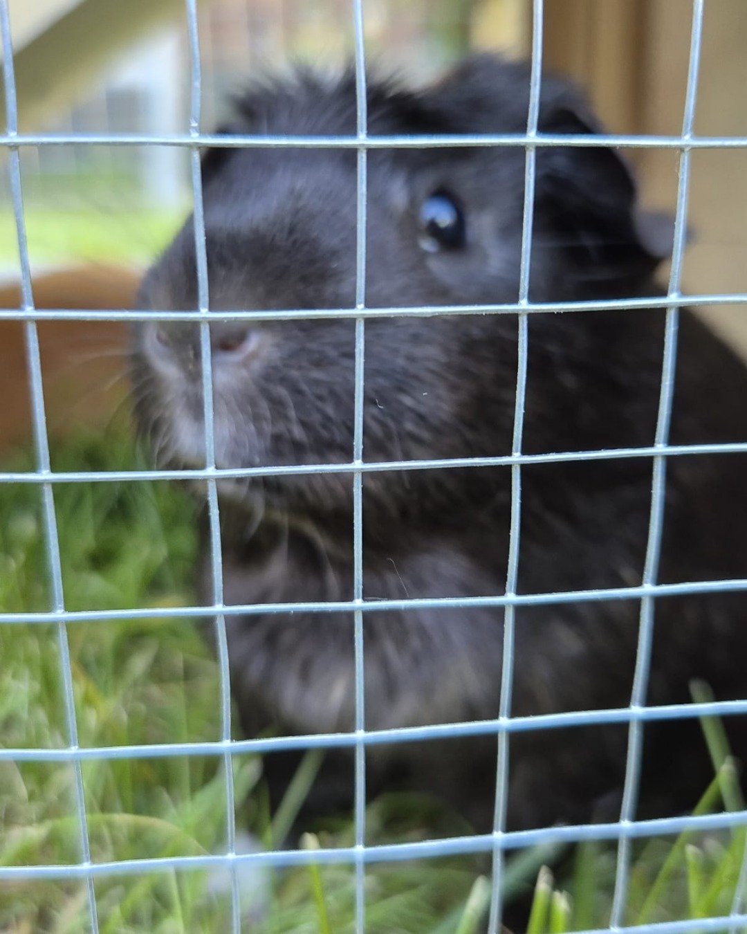 Raven the Guinea pig. Rat, Rodent, Rabbit