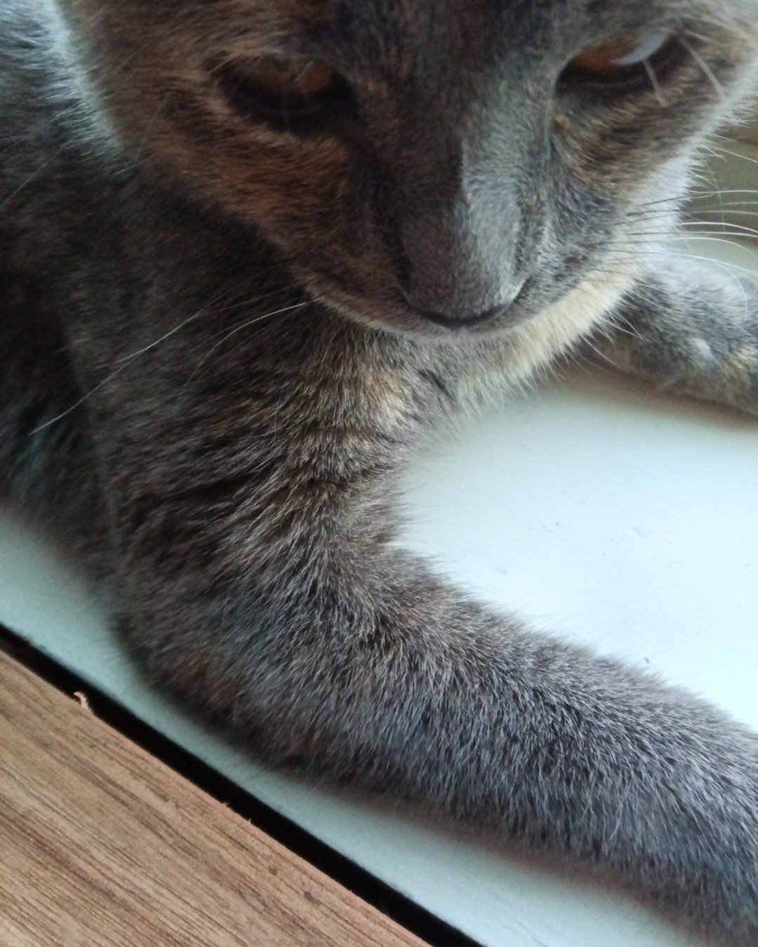 cally. Abyssinian, Cat